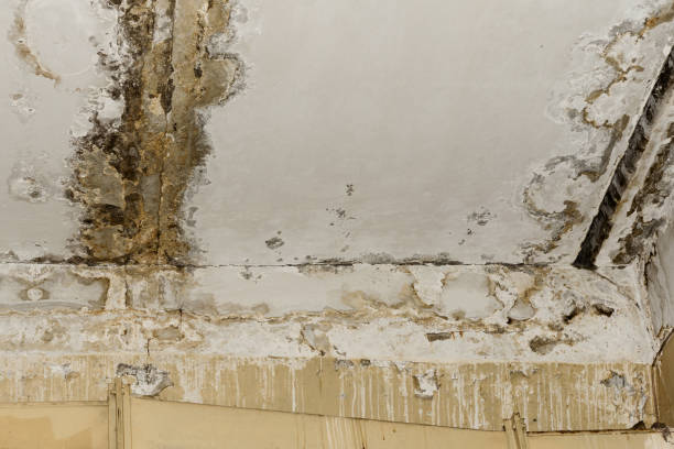 Best Commercial Mold Inspection  in East Berwick, PA