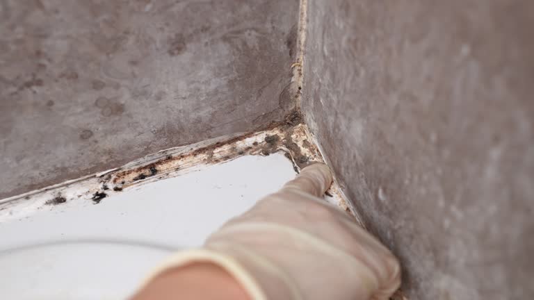 Mold Remediation for Rental Properties in East Berwick, PA